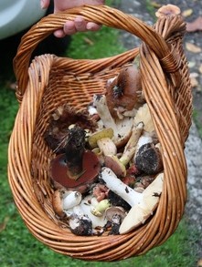 champignons2