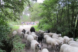 transhumance