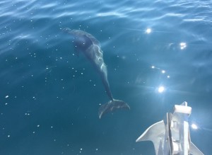 dauphin depuis bateau