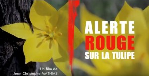 alerte rouge sur la tulipe 2