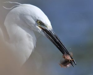 aigrette garzette et blennie pilicorne