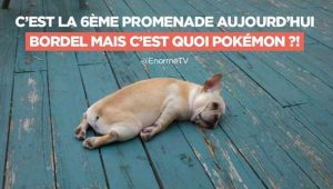 chien pokemon