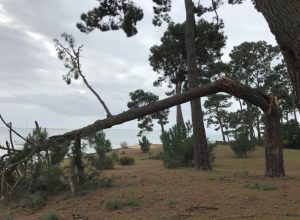 arbre casse Benoit Rual