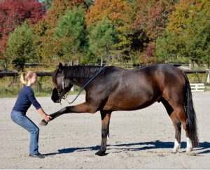 jumpin soin cheval CP