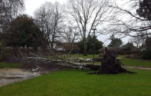 tempete arbre louis david