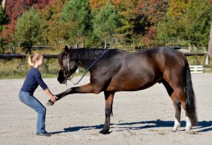 caro cheval soins