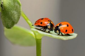 coccinelles