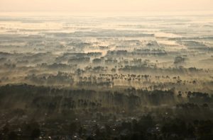 CV foret brume