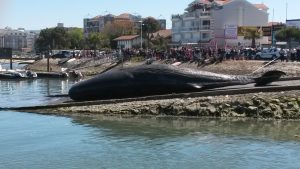 baleine