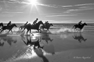 ringenbach chevaux