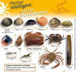 guide peche a pied