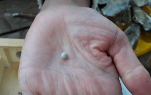 huitre perle lapegue