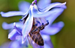 ludivine abeille pollen