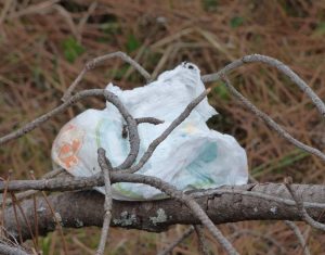 dune pilat couche sur branche