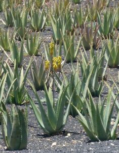 ludivine aloe vera plantation