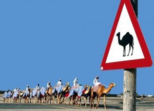 chameaux caravane