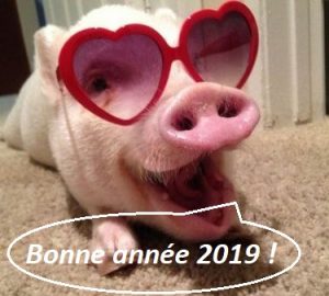 cochon lunettes bulle bonne année