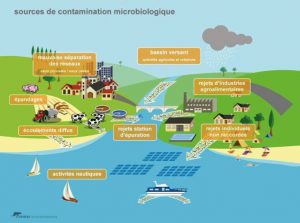 pollution microbiologique eaux du bassin ifremer