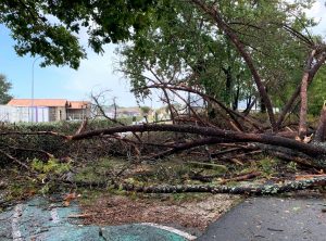 amelie lanotn arbres piste cyclable fred trama