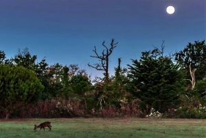 chevreuil lune bassin carly