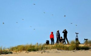 comptage oiseau jouandaudet