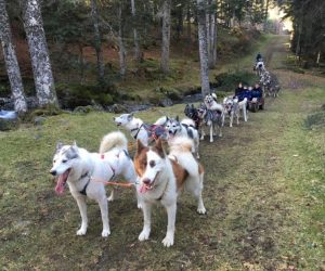 balade chien traineaux andernos