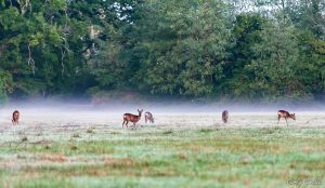 carly chevreuils couleurs brume