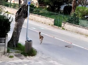 chevreuil gros plan javal