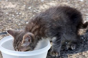 petit chat andernoschat pellerin