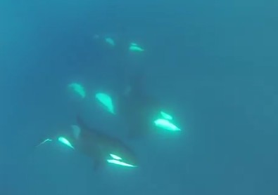 (Vdo) Rencontres inattendues… Des orques au large du Cap Ferret