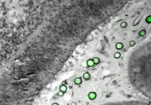 obdl nanoplastiques huitres