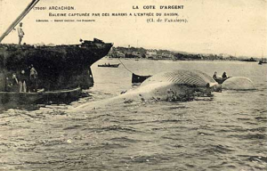 HDB confoulan Baleine entree bassin