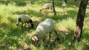 moutons mairie andernos