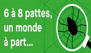 6 a 8 pattes araignees audenge