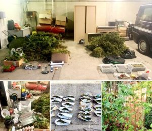gendarmerie mios pmo et saisie cannabis